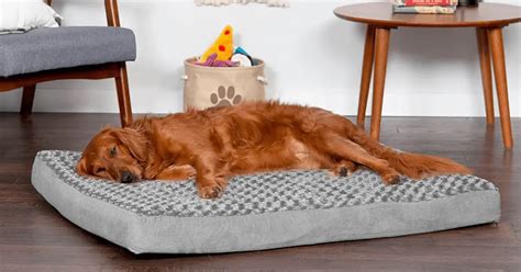 5 Best Orthopedic Dog Beds [Owners Choice]