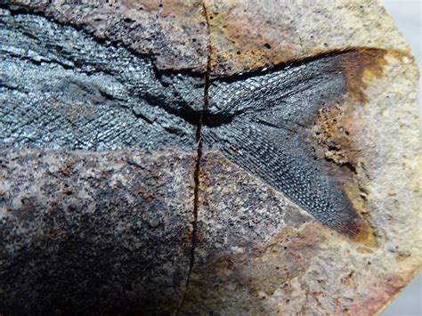 Triassic fish fossil - Fossil ID - The Fossil Forum