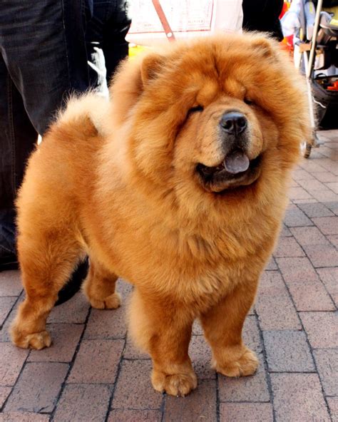 20 Cutest Photos of Small, Fluffy Dog Breeds – Sigma Watch