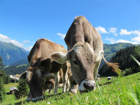 landscape cow pasture and grazing 4k HD Wallpaper