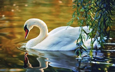 White Swan On The Lake Wallpapers - Wallpaper Cave