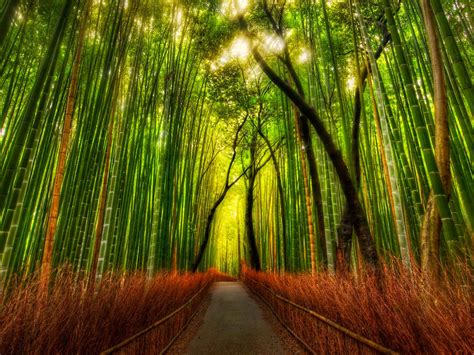 Bamboo Forest Japan Computer Wallpaper - WallpaperSafari