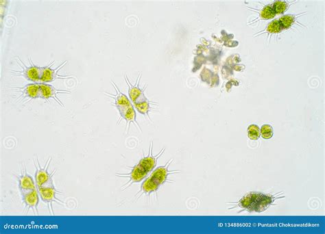 Freshwater Aquatic Plankton Under Microscope View Stock Image | CartoonDealer.com #134886013