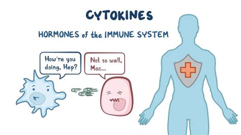 Cytokines: Video, Anatomy, Definition & Function | Osmosis