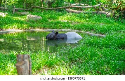 212 Swimming Tapir Images, Stock Photos & Vectors | Shutterstock