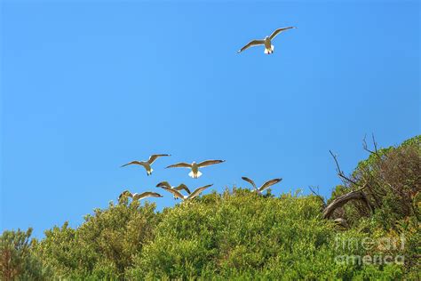 Seagulls flying in formation Photograph by Benny Marty - Fine Art America