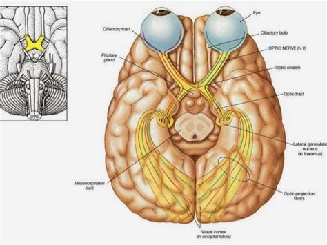 Anatomy of Optic Nerve