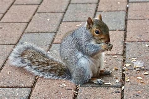 Premium Photo | Squirrel eating pumpkin seeds on footpath