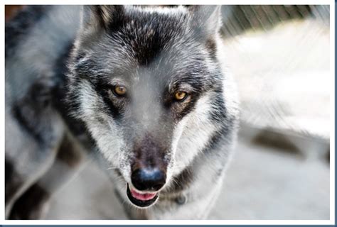 Wolf-Dogs/Protection Dogs – Icewolves of Europa