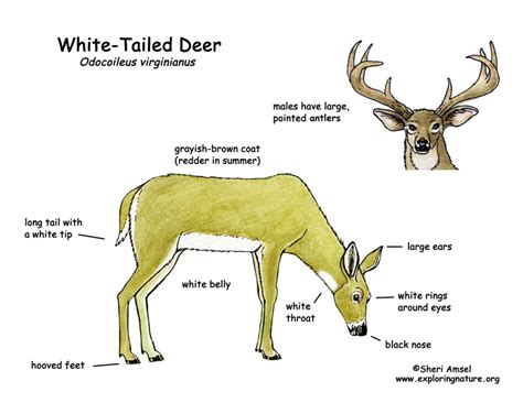 Deer (White-Tailed)