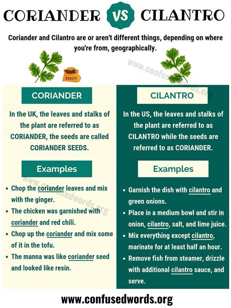 CORIANDER vs CILANTRO: Surprising Difference Between Cilantro vs ...