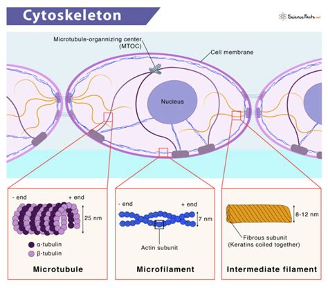 Cytoskeleton: Definition, Structure, Components, & Function