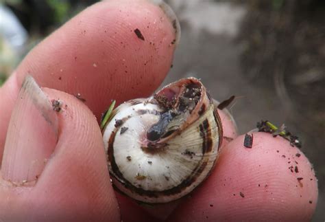 Snail predators help with pest control and wildlife garden diversity