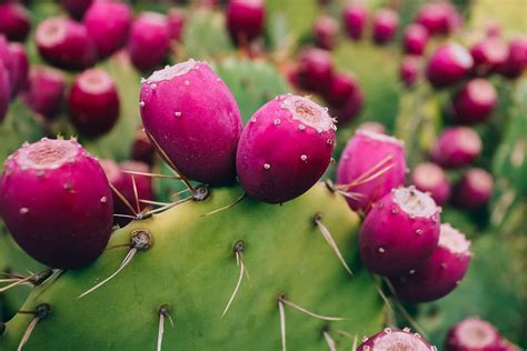 How To Grow An Opuntia (Prickly Pear) Cactus