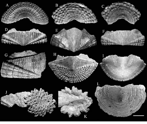 [PDF] Notes on fossil chitons. 4. Polyplacophora from the Pliocene of Altavilla (NW Sicily ...