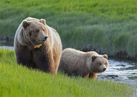 What do Grizzly Bears Eat? Discover Their Diet (with Photos) - WildlifeTrip