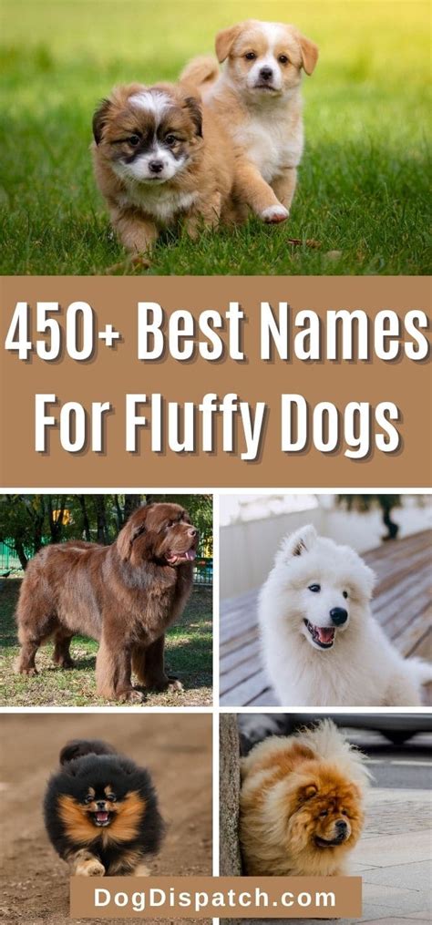 450+ Best Names For Fluffy Dogs (2022 Updated) - Dog Dispatch