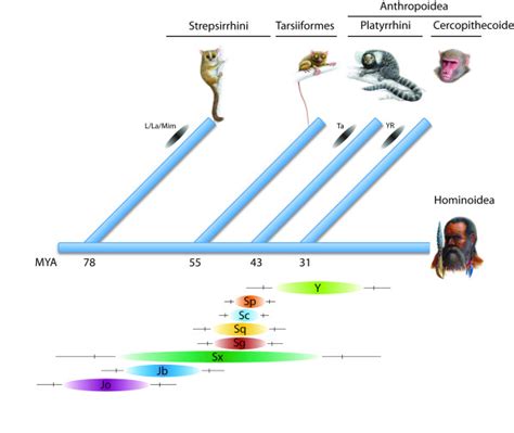 TinT activity patterns and species evolution. Schematic representation... | Download Scientific ...