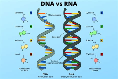 DNA vs RNA - Similarities and Differences