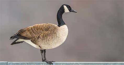 Canada Goose Identification, All About Birds, Cornell Lab of Ornithology