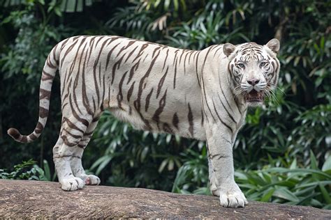 White tiger - Wikipedia