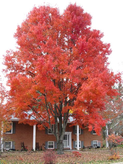 Timing Fall Leaf Color Of Red Maple Cultivars | What Grows There :: Hugh Conlon ...