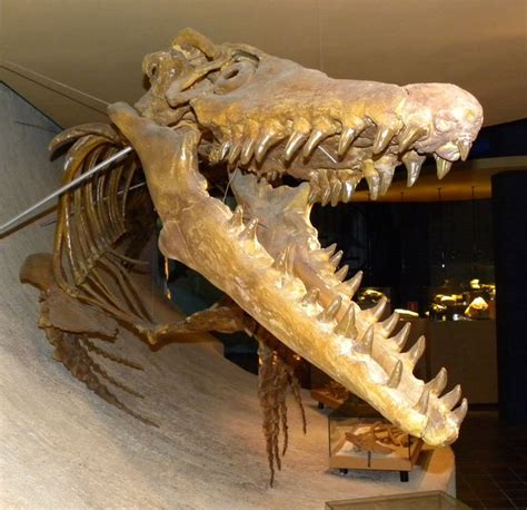 Mosasaurus Skeleton