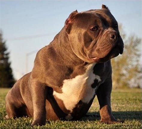 250 best images about Х American Bully on Pinterest | Pit bull terriers, Pit bull and Jim o'rourke