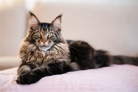 Maine Coon Cat: Breed Profile, Characteristics & Care