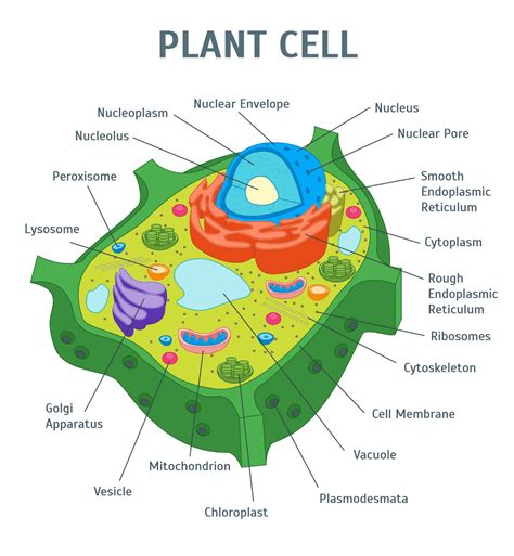 Plant Cell Labeled Diagram Gcse