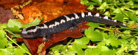 Ambystoma Marmurkowaty Opacum Jaszczur Obraz Stock - Obraz złożonej z śliczny, zlany: 15509519