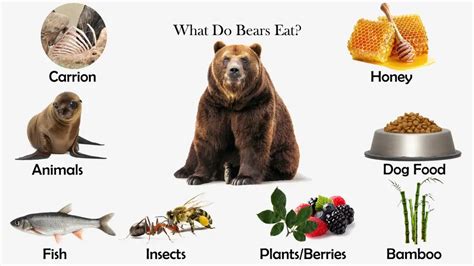 What Do Bears Eat? | Feeding Nature