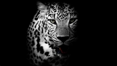 Leopard Black and White Wallpaper 5k HD ID:3455