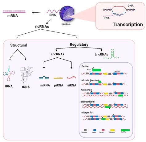 Life | Free Full-Text | Long Non-Coding RNAs and Their Potential Roles ...