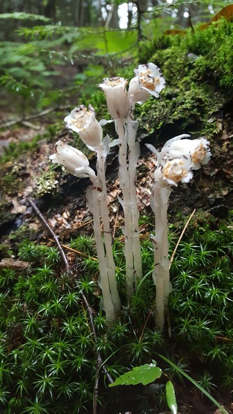 Late Last August Northern Michigan #mushrooms #fungi #nature #photography | Northern michigan ...