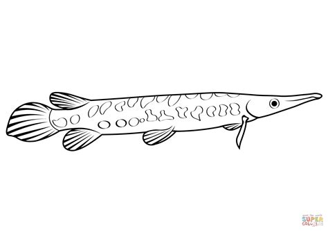 Spotted Gar (Lepisosteus Oculatus) coloring page | Free Printable Coloring Pages