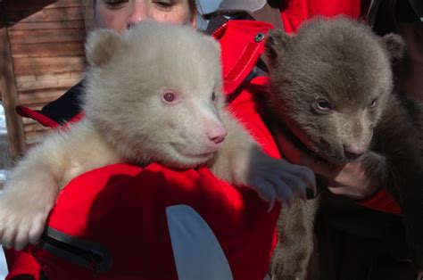 Albino bear charms Polar Zoo crowds A Norwegian zoo that bills itself ...