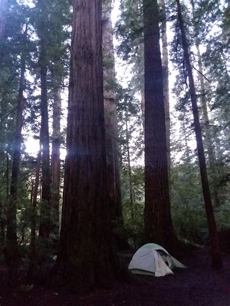 Slept beneath giants of the Redwood forests last week. Returned home to news of home lockdowns ...