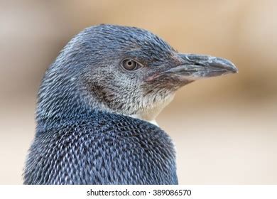 376 Little Blue Penguins New Zealand Stock Photos, Images & Photography | Shutterstock