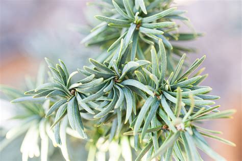 Taxus baccata 'Fastigiata Robusta' | Frank P Matthews