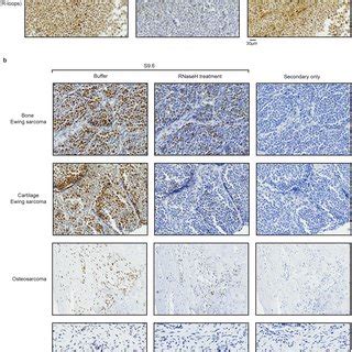 Immunohistochemical analysis of tissue sections a, Representative... | Download Scientific Diagram