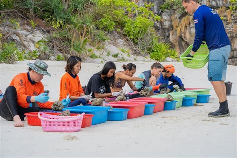 Foreign divers volunteer for Maya Bay coral restoration project