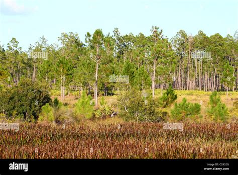 Wetland Vegetation - Florida Stock Photo - Alamy