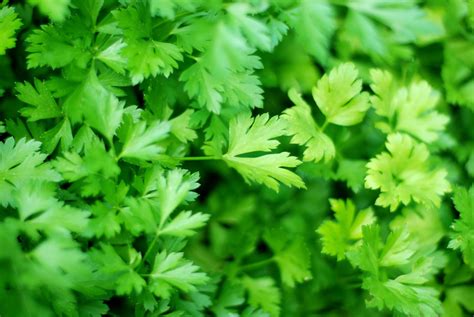 Parsley | Description, Uses, & Facts | Britannica