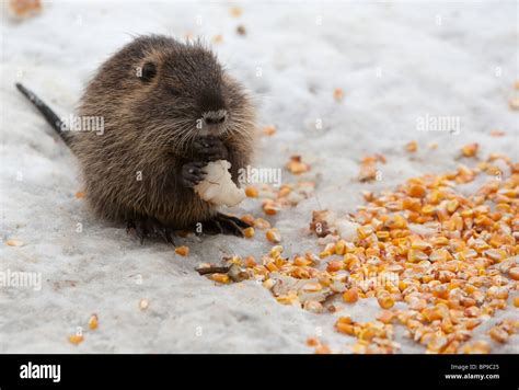 Baby Beaver Eating Plenty Of Food Suggesting Wealth Stock Photo - Alamy