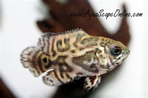 Oscar fish mouth problems? | MonsterFishKeepers.com