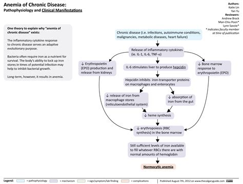 Anemia Of Chronic Disease | Calgary Guide