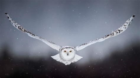 Snowy Owl Flying