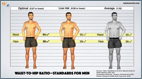 Waist-to-hip ratio: Reliable research shows if you need to lose weight