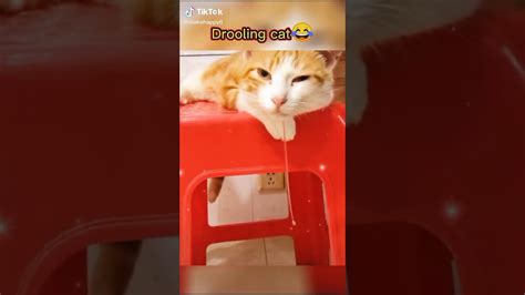 Cats are so funny PART 568 FUNNY CAT VIDEOS TIK TOK | World Cat Comedy